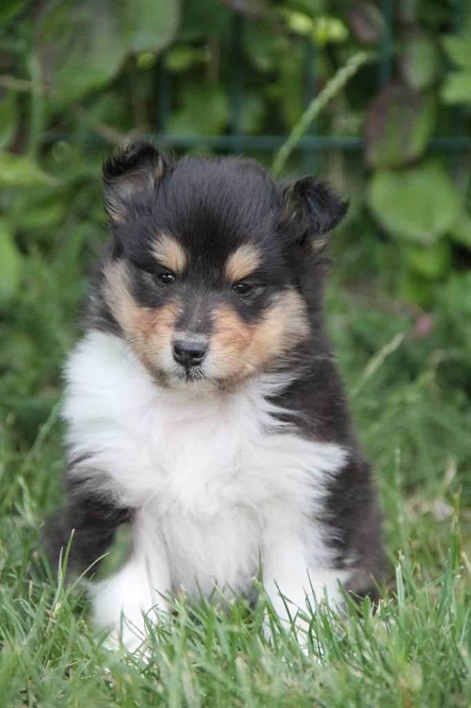 de la Fleur d'Ecosse - Chiots disponibles - Colley à poil long