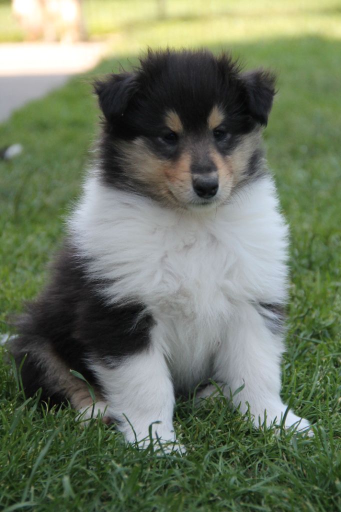 de la Fleur d'Ecosse - Chiots disponibles - Colley à poil long