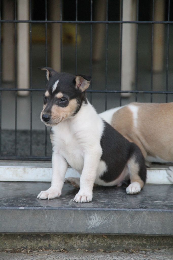 de la Fleur d'Ecosse - Chiots disponibles - Colley à poil court