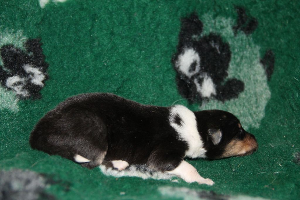 de la Fleur d'Ecosse - Chiots disponibles - Colley à poil long