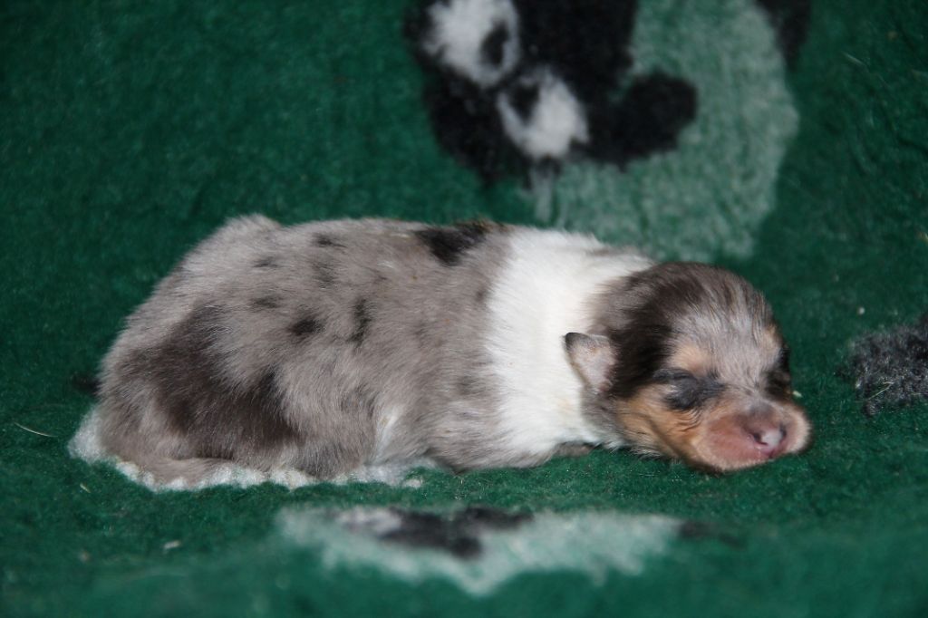 de la Fleur d'Ecosse - Chiots disponibles - Colley à poil long