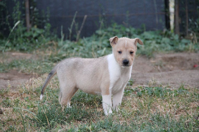 CHIOT