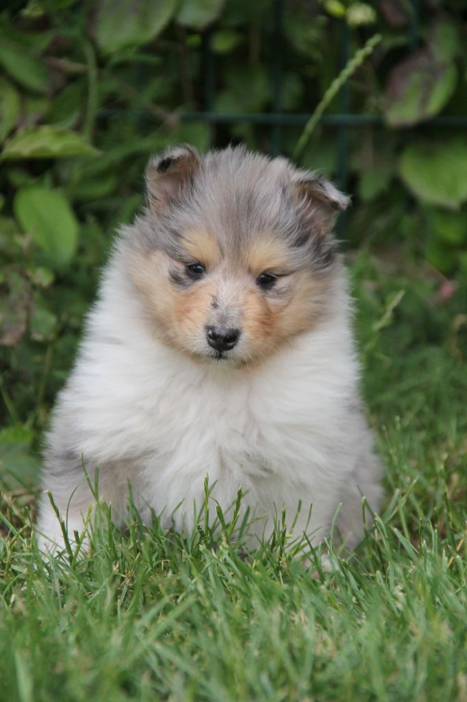 de la Fleur d'Ecosse - Chiots disponibles - Colley à poil long