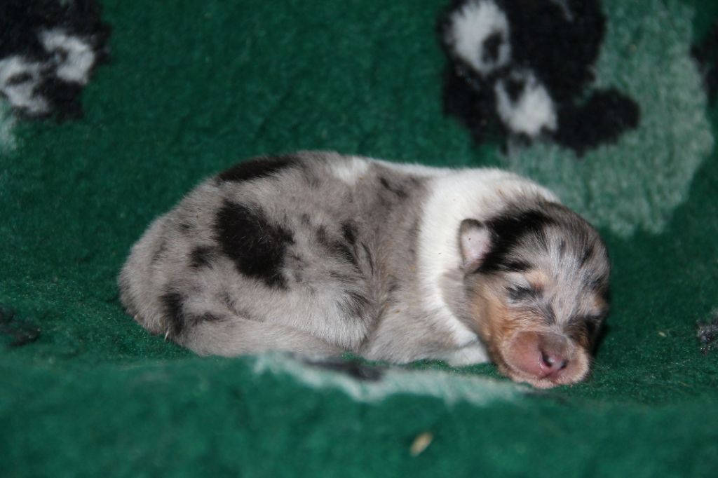 de la Fleur d'Ecosse - Chiots disponibles - Colley à poil long