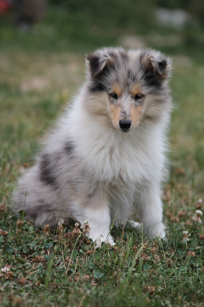de la Fleur d'Ecosse - Chiots disponibles - Colley à poil long
