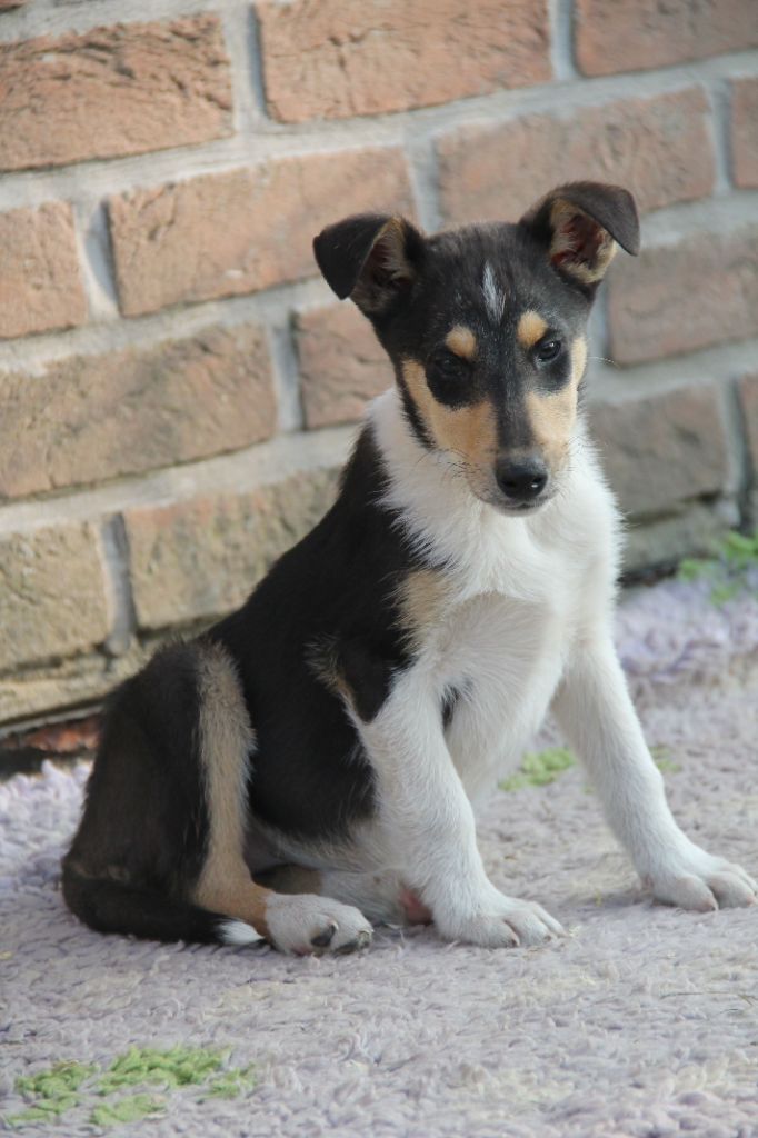 de la Fleur d'Ecosse - Chiots disponibles - Colley à poil court