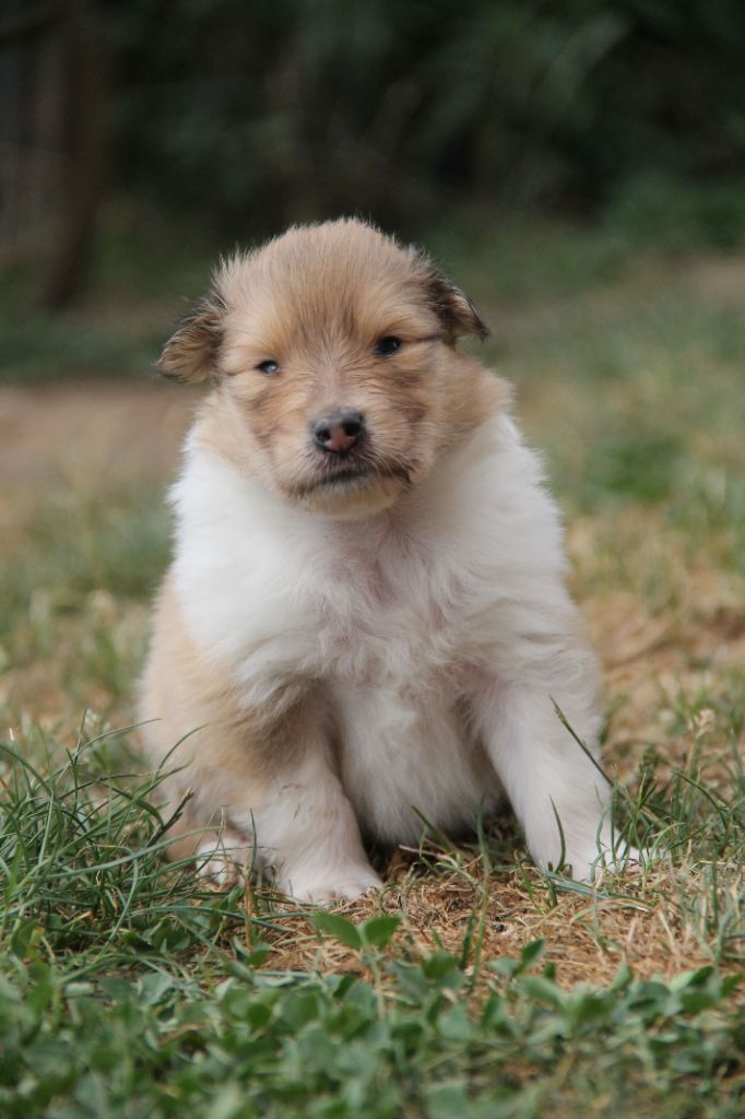 de la Fleur d'Ecosse - Chiots disponibles - Colley à poil long